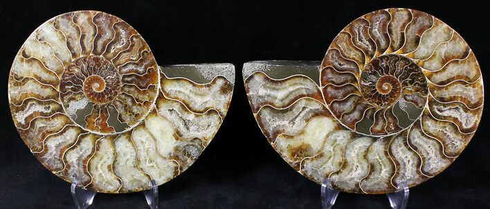 Cut/Polished Ammonite Pair - Agatized #20853